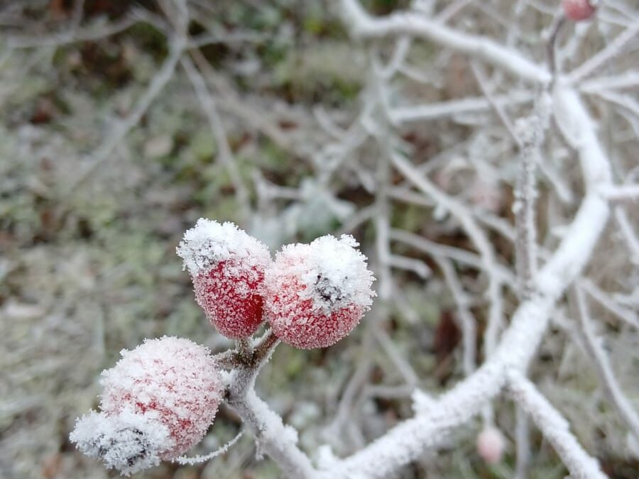 MN le 22/11 a la motte avec Maria, photos de Joelle