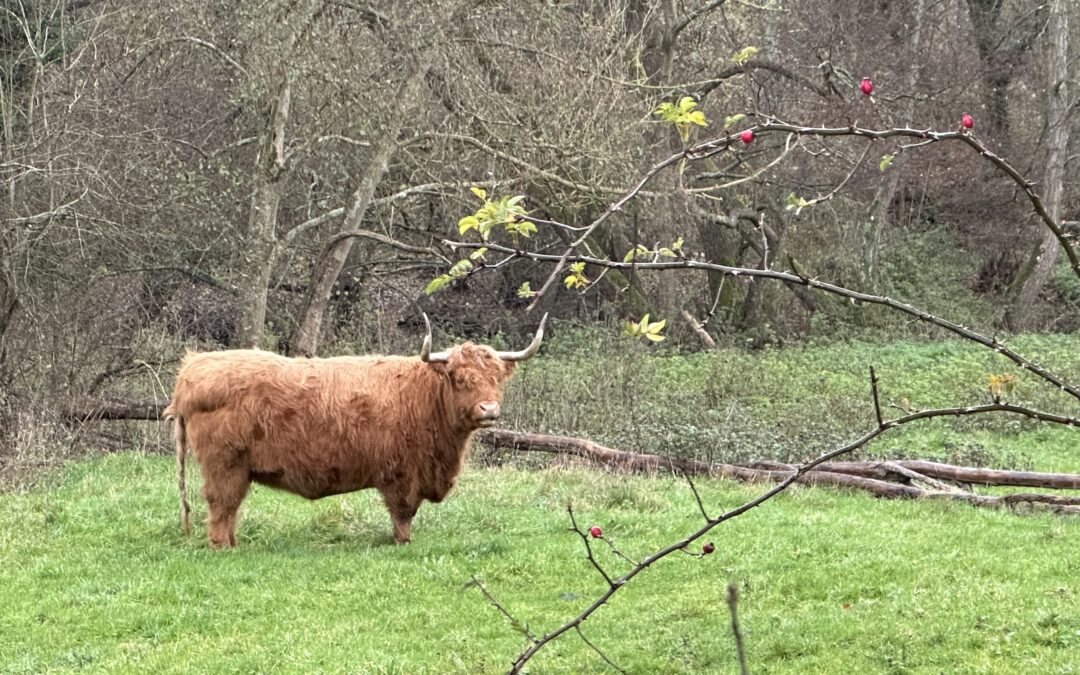 Combs – La Varenne le 4 décembre avec Gilles. Photos d’Isabelle et d’Alain.