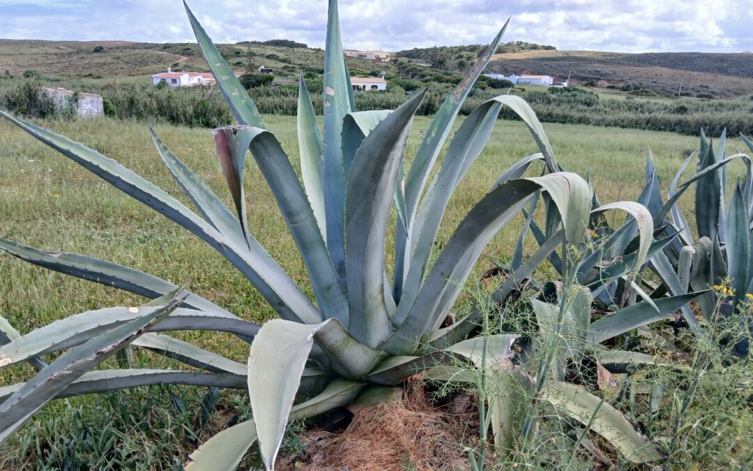 4 Mai : jour 2 Algarve